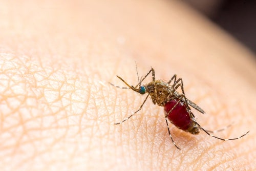 ¿Cómo podemos prevenir el dengue?