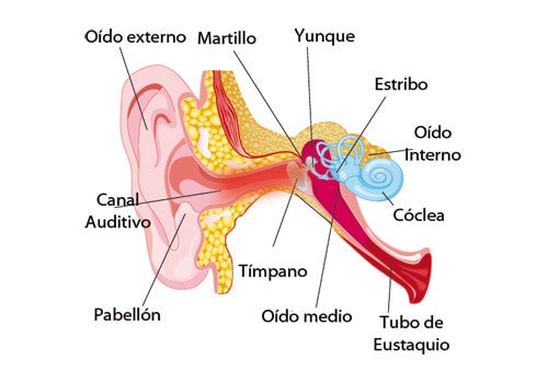 Remedios caseros para el dolor de oídos - Mejor con Salud