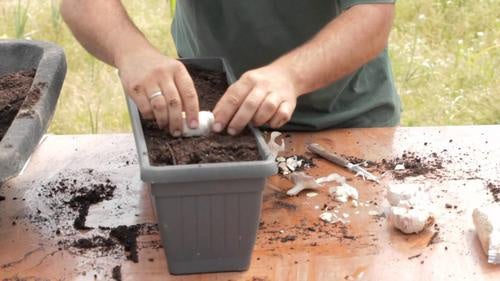 Cómo cultivar un suministro “interminable” de ajo en tu casa