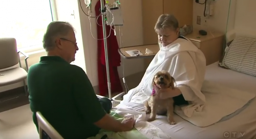 Descubre el hospital donde se permite a las mascotas visitar a sus dueos 3