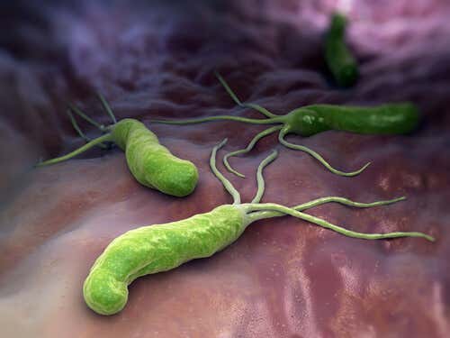 Bactérias e listeriose