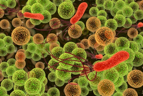 https://mejorconsalud.com/wp-content/uploads/2013/12/Bacterias.jpg