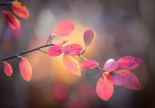 hojas rosadas representando el pasado