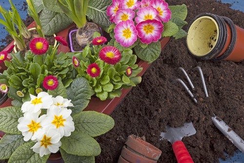 Mejorar tus plantas y jardín