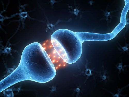 Neuronas y transmisión nerviosa