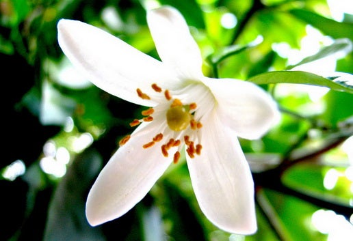 Resultado de imagen para flor de azahar
