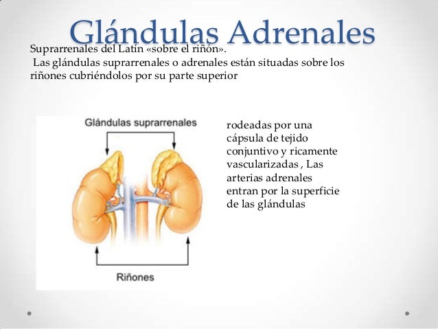 glandulas adrenales que median en la fatiga adrenal