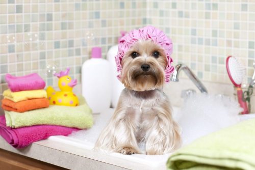 Bañar a tu mascota.