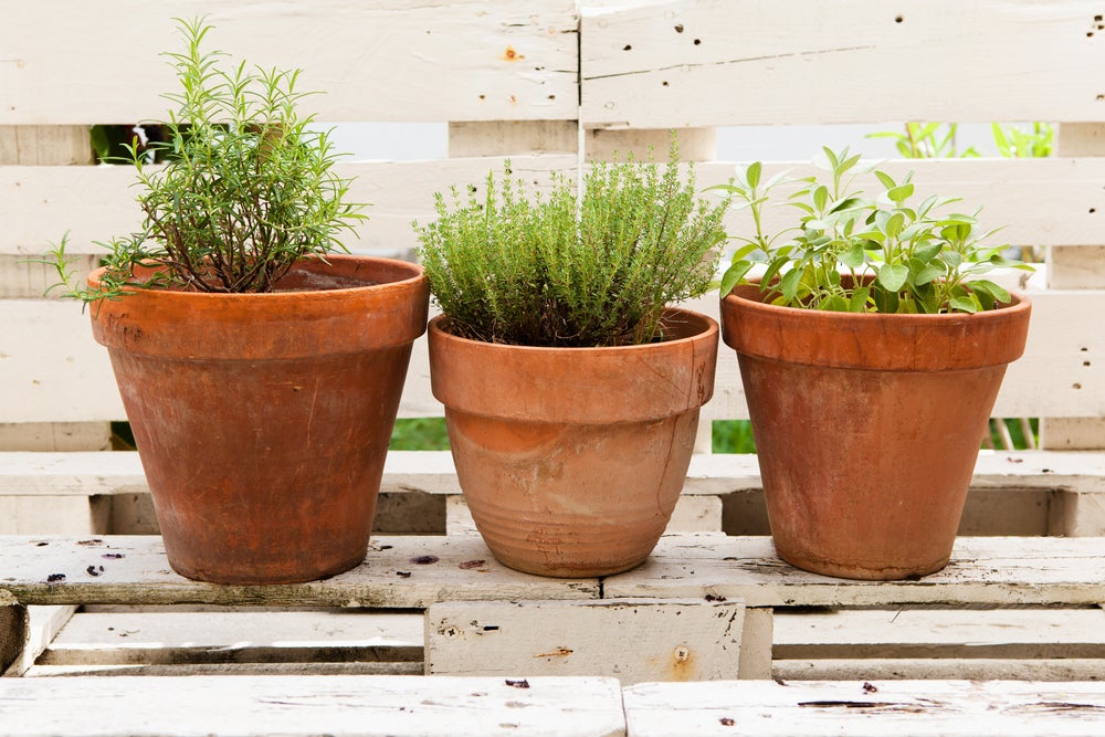Crea tu propio jardín de plantas aromáticas