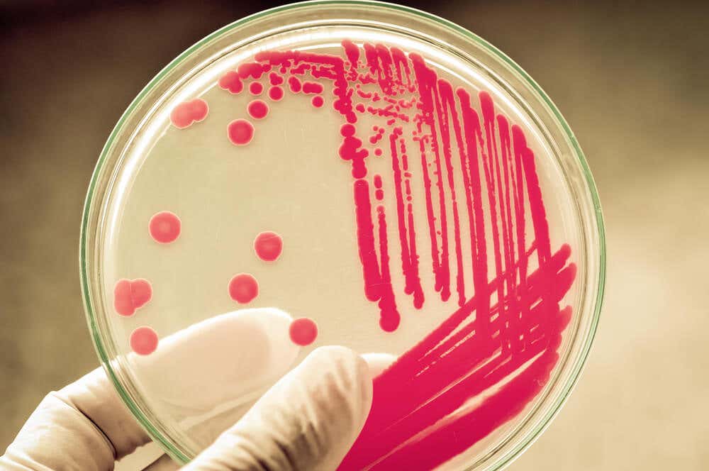 Complications dans l'utilisation des bactéries comme bio-usines.