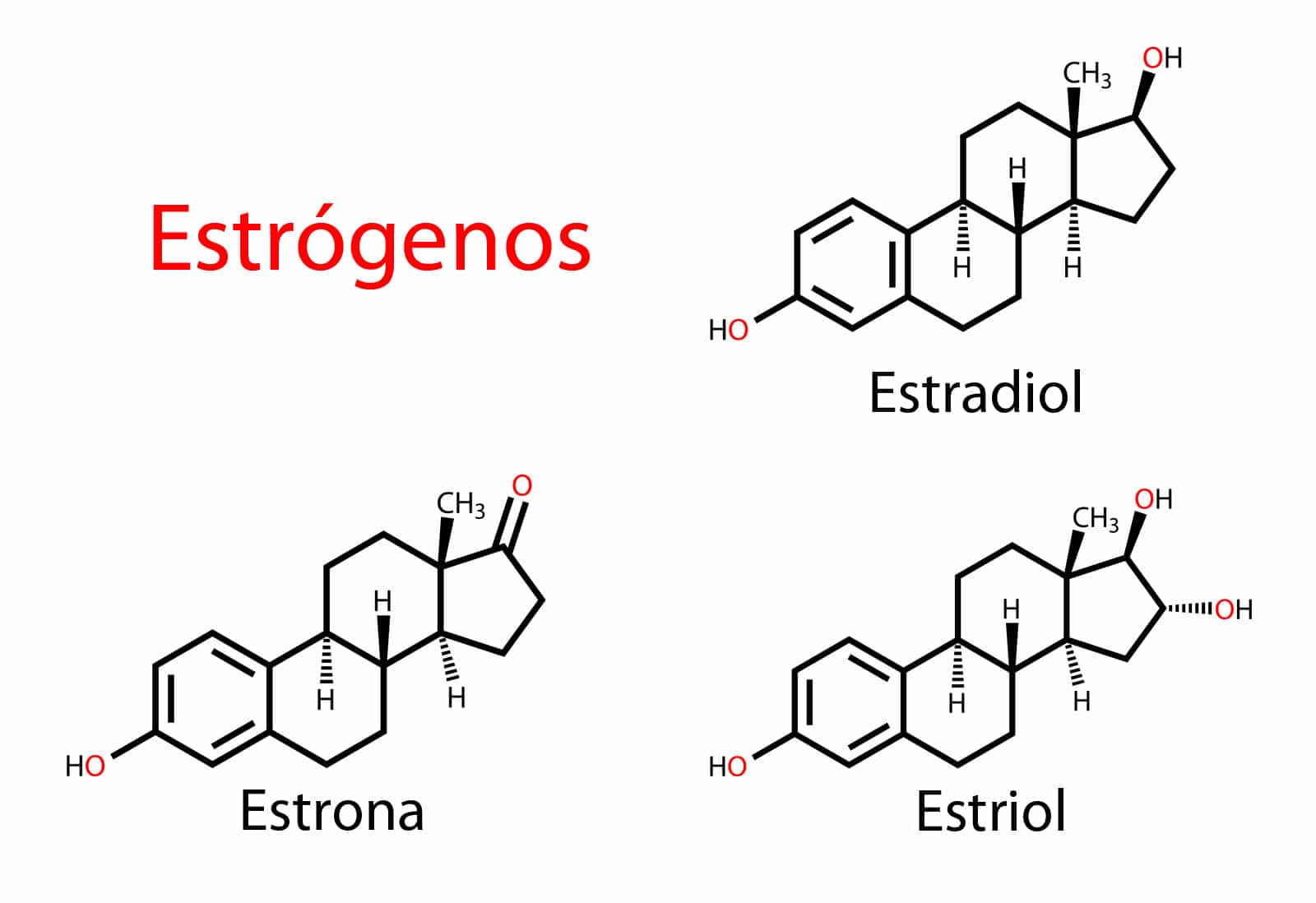 œstrogènes et estradiol à la ménopause