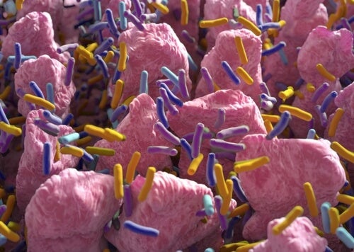 Resultat d'imatges de bacterias de la flora intestinal