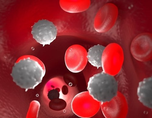 Células sanguíneas 