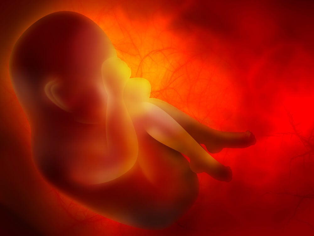 ¿Qué es una placenta abrupta" ¿Cómo afecta el embarazo"