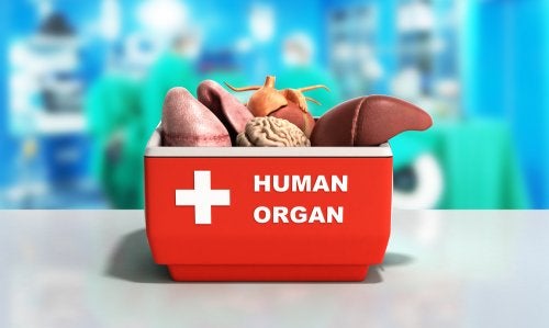 Organes et tissus souvent transplantés