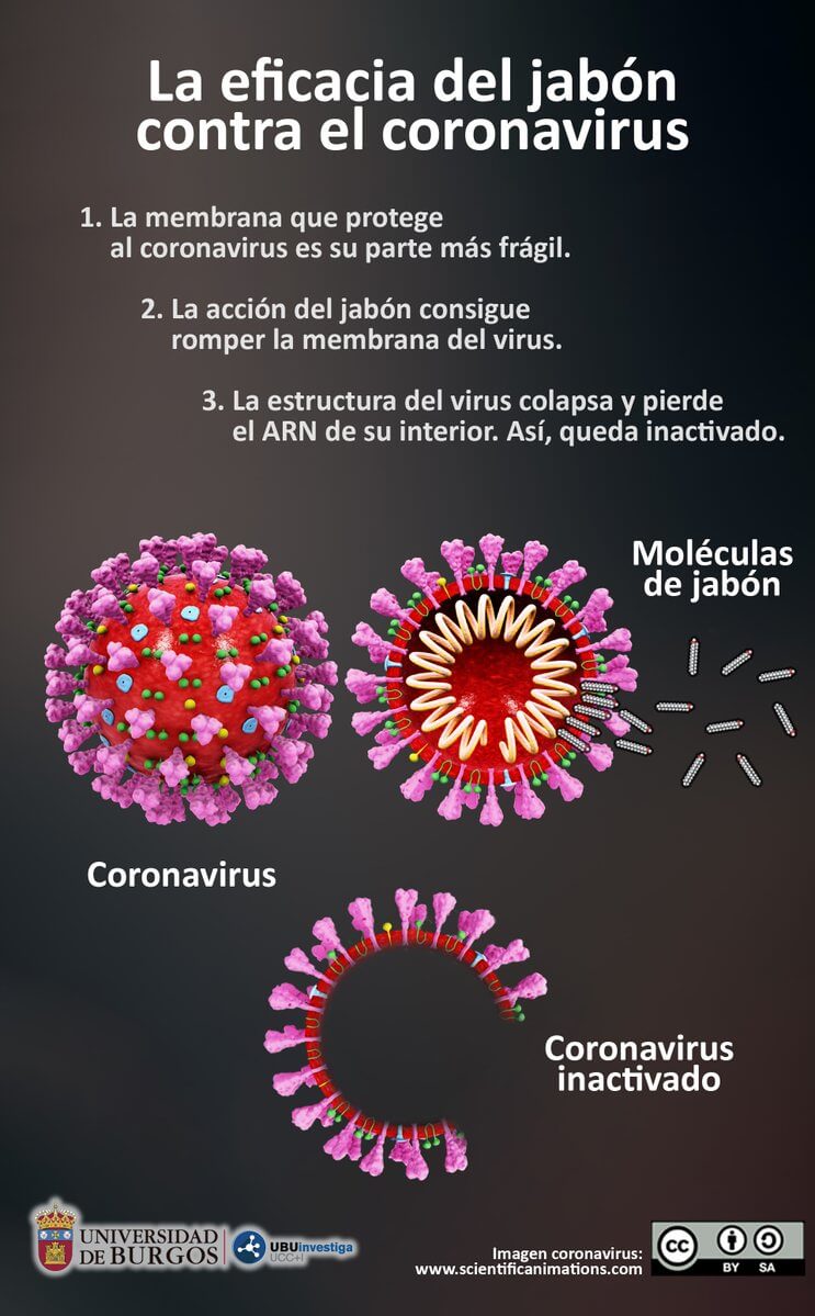 Infografía sobre cómo actúa el jabón sobre la estructura del coronavirus.
