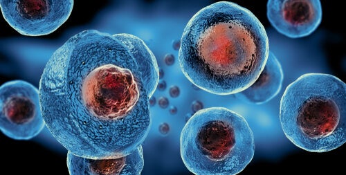 los virus se reproducen en células humanas